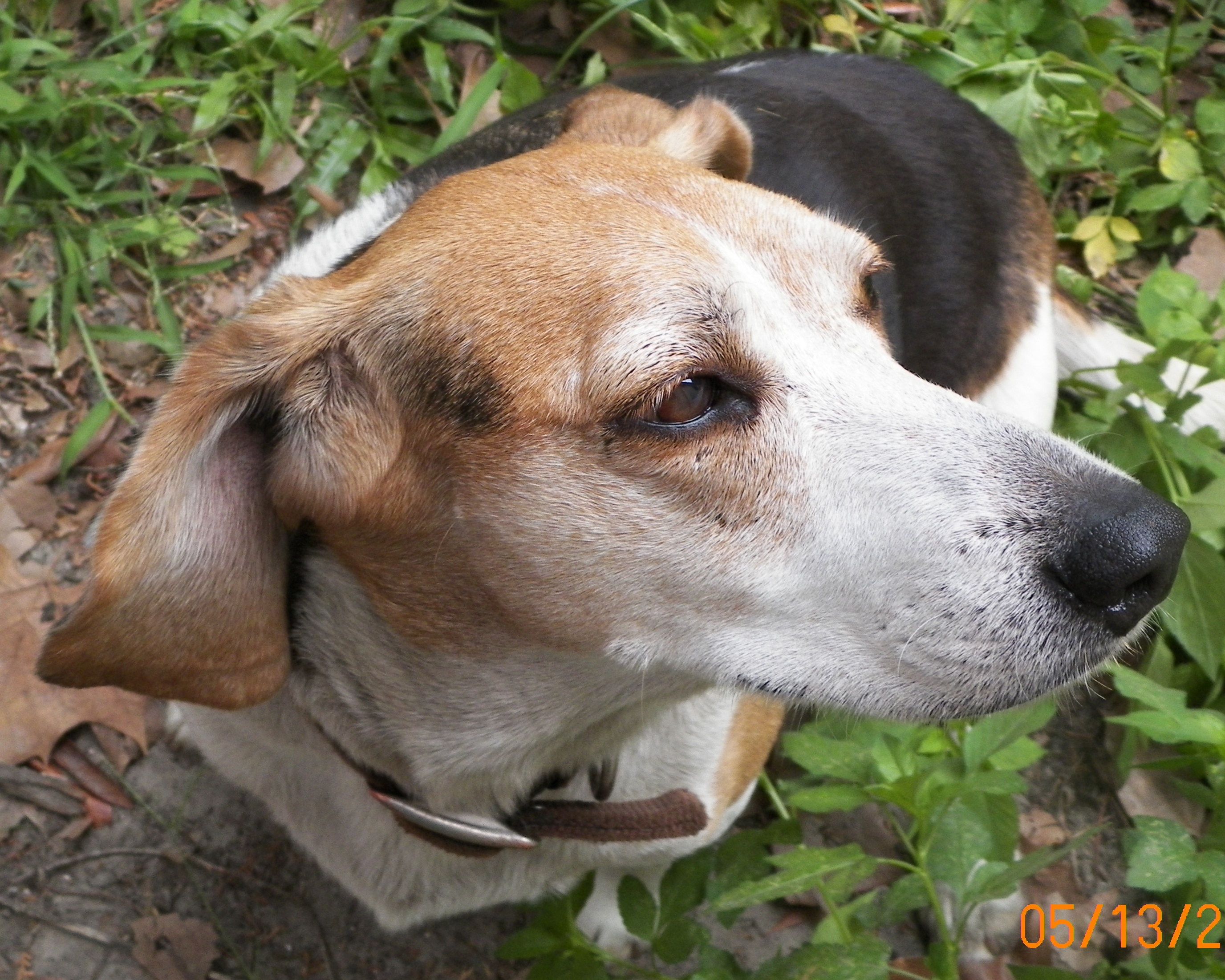 Beagle Needs a Home - Sebastian