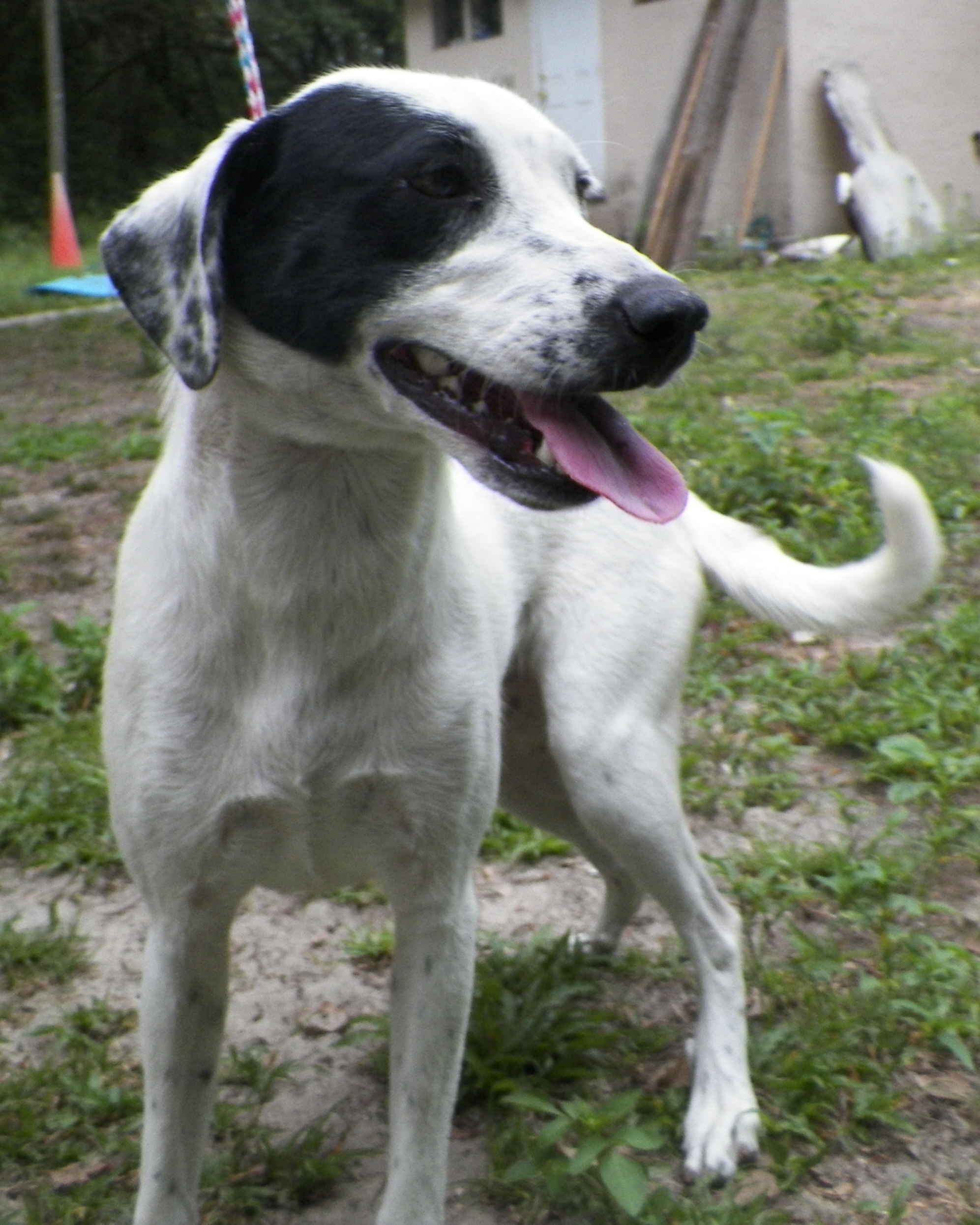 Border Collie Mix - Needs a Home