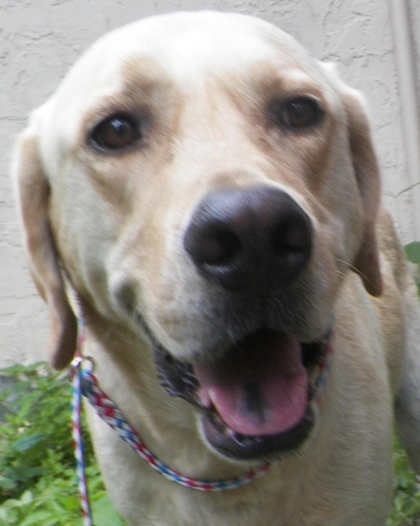 Yellow Labrador Retriever Needs a Home - Jake