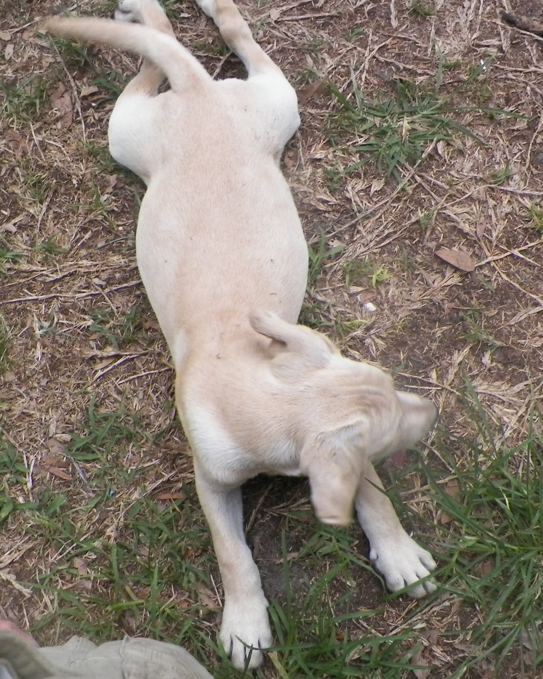 Yellow Lab Puppy Needs a Home