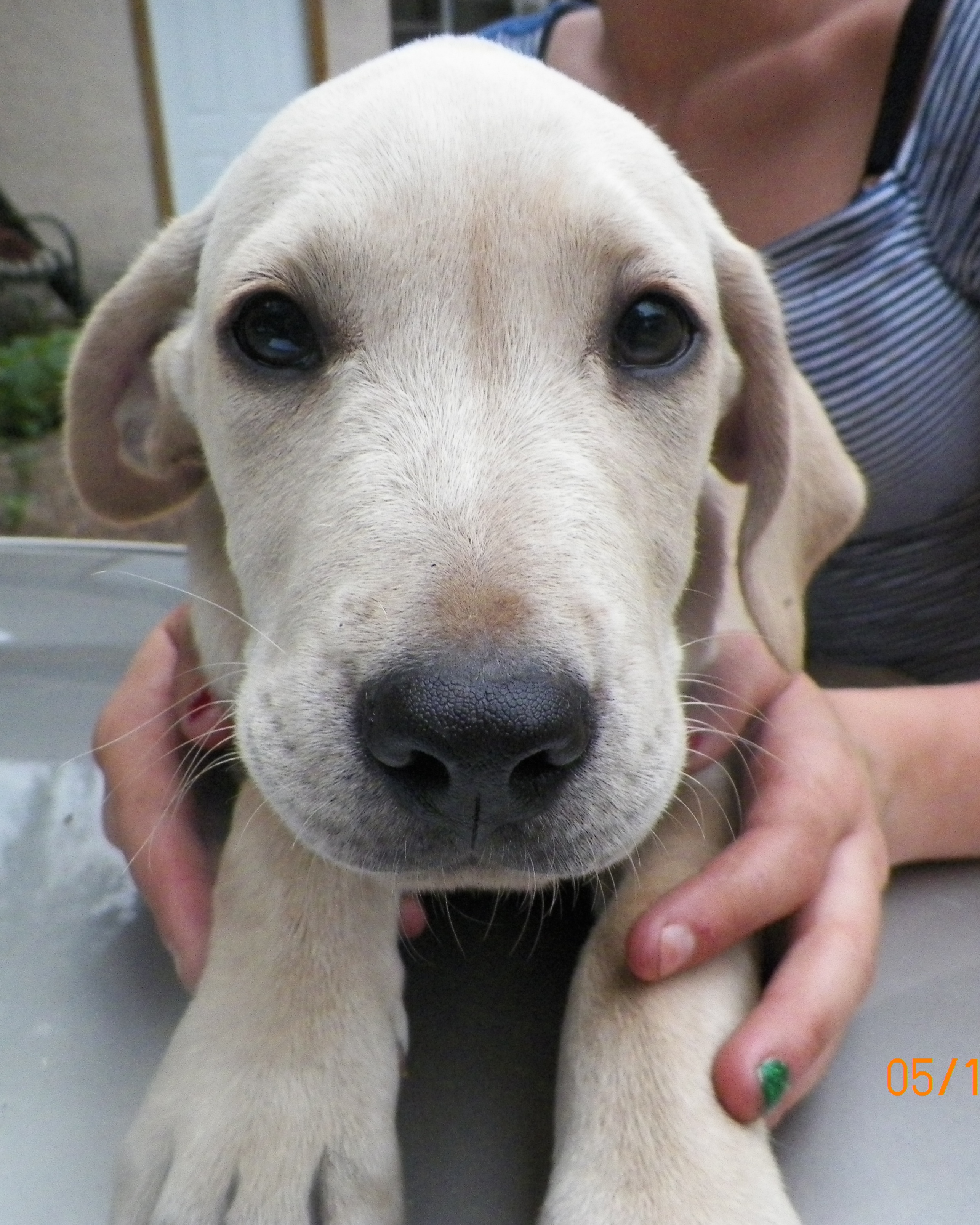 Yellow Lab Mix - Needs a Home