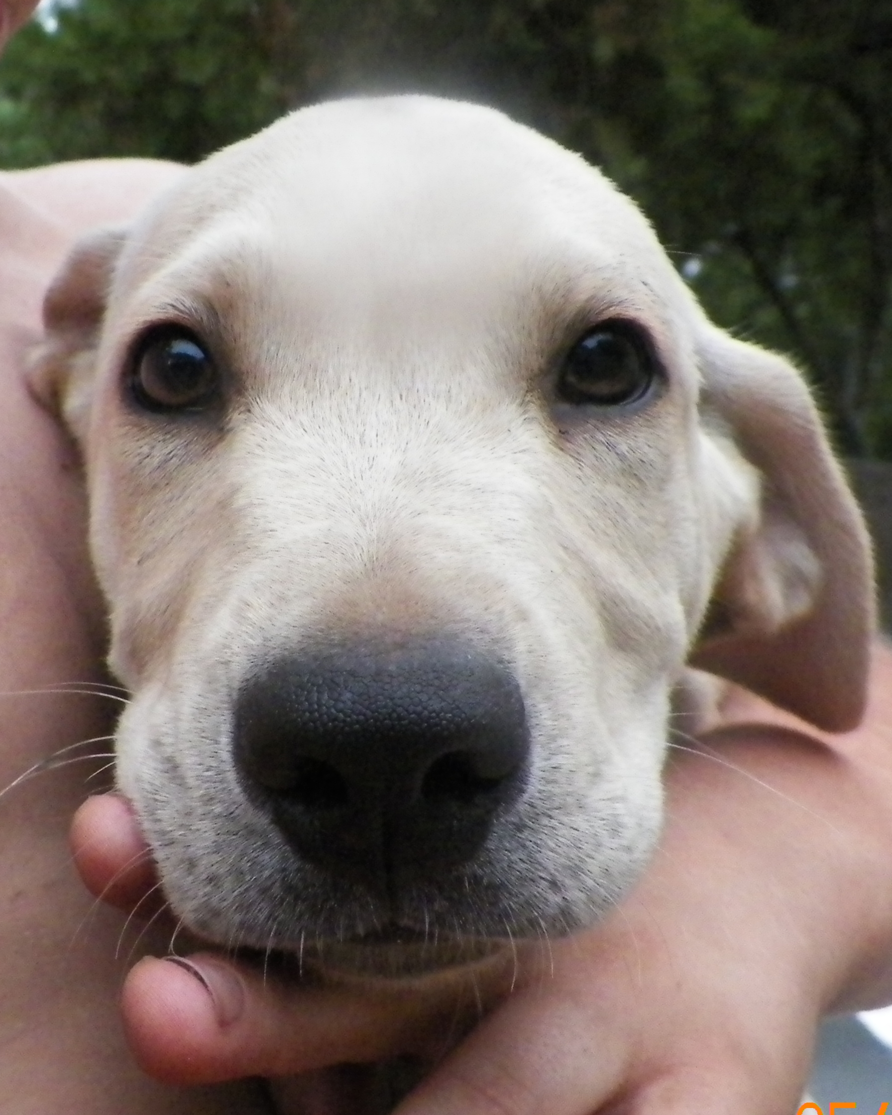 Yellow Lab Mix - Needs a Home