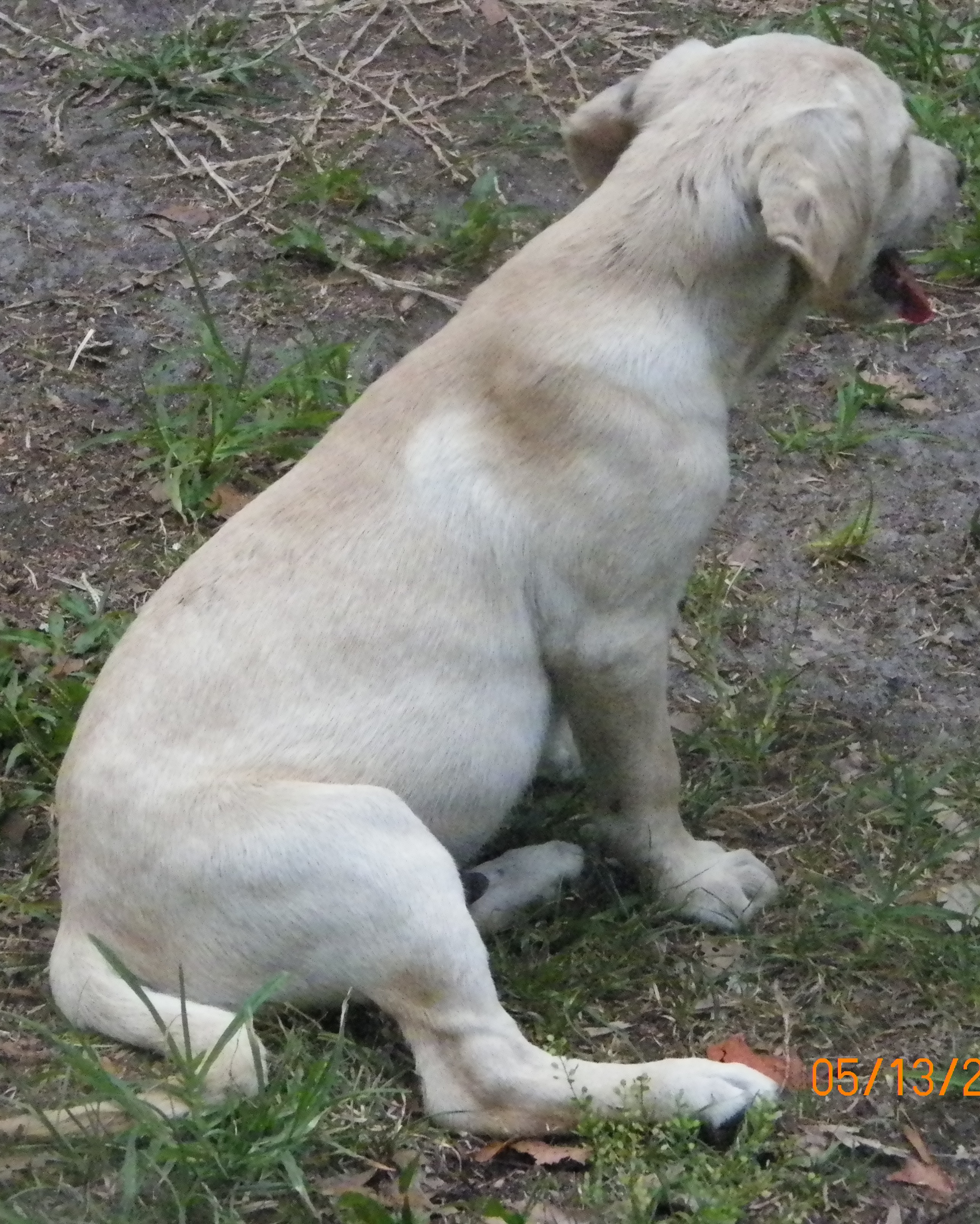 Yellow Lab Puppy Needs a Home!