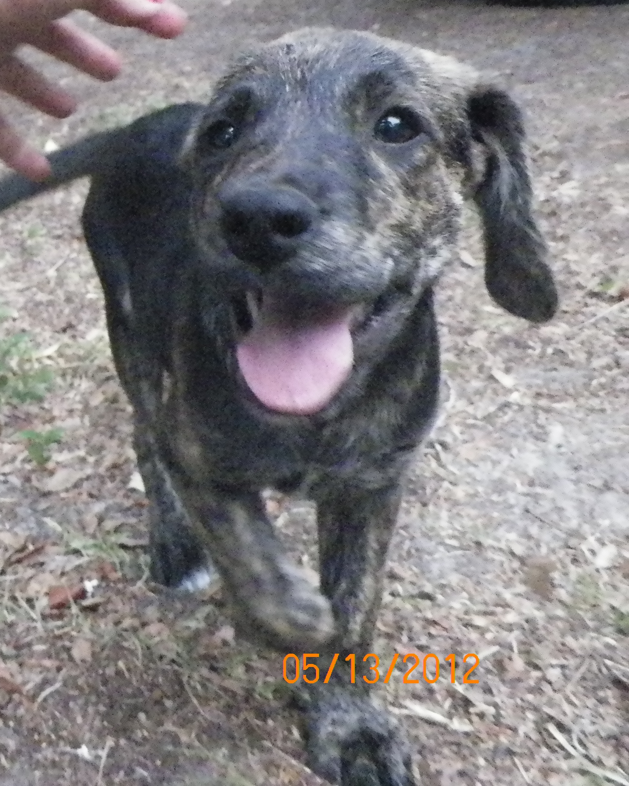 Yellow Lab Mix - Needs a Home